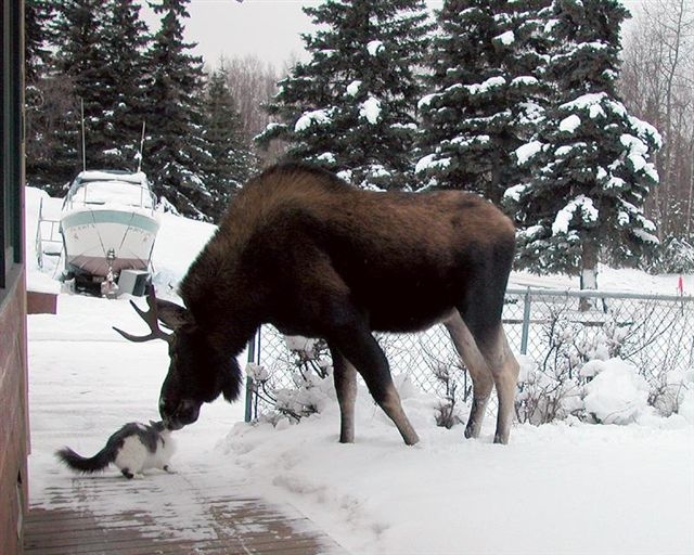 Maine Moose, House Cars Even Get Along
