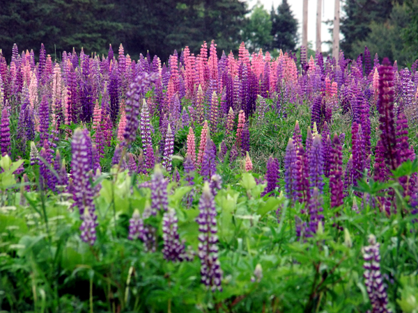 lupine2