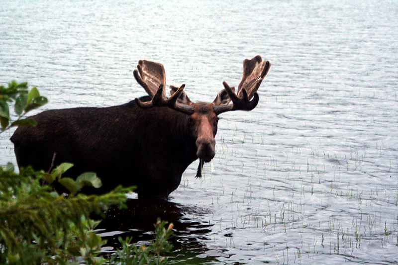Hunting For Maine Moose Season Underway