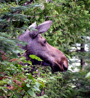 moosepeekingout