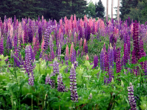 lupines in maine photo