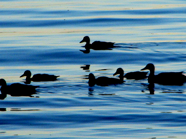 ducks1