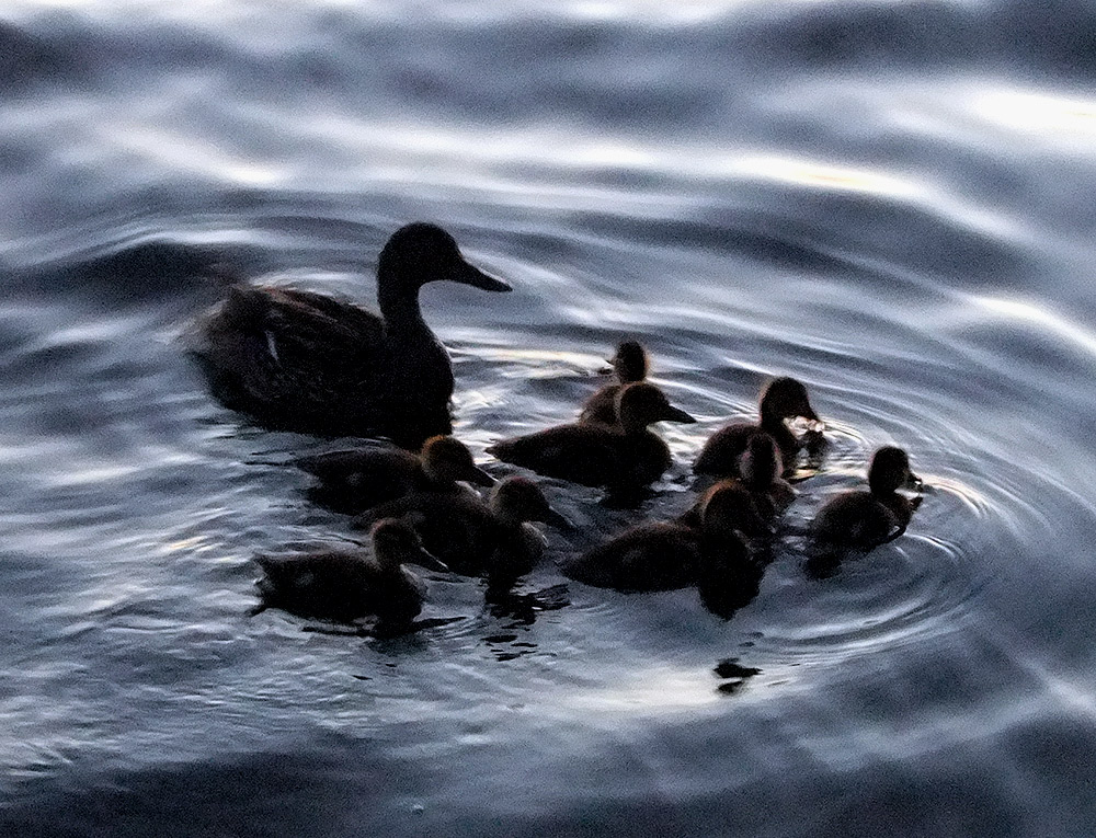 maine ducks photo