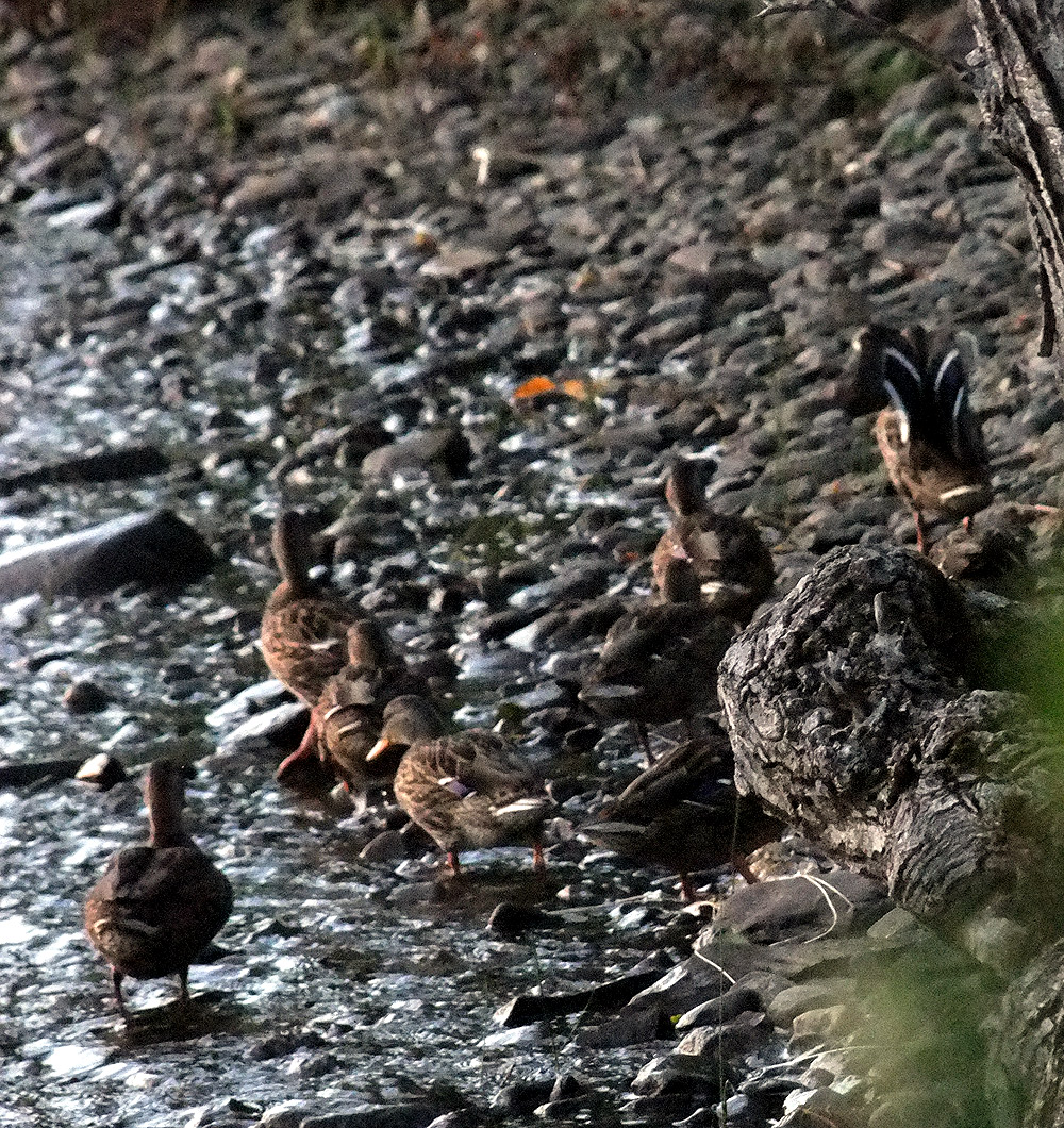 maine ducks photo