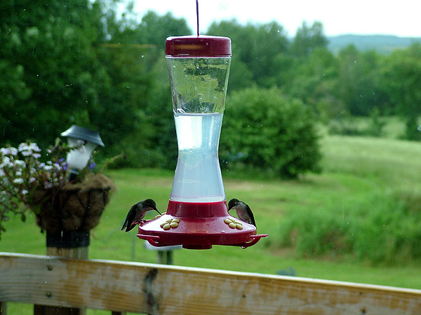 hummingbirds in maine photo
