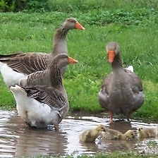 farm barn geese ducks photo