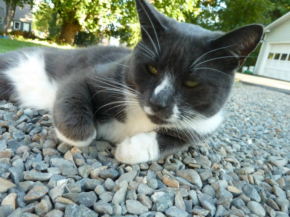 hero the maine cat a home photo