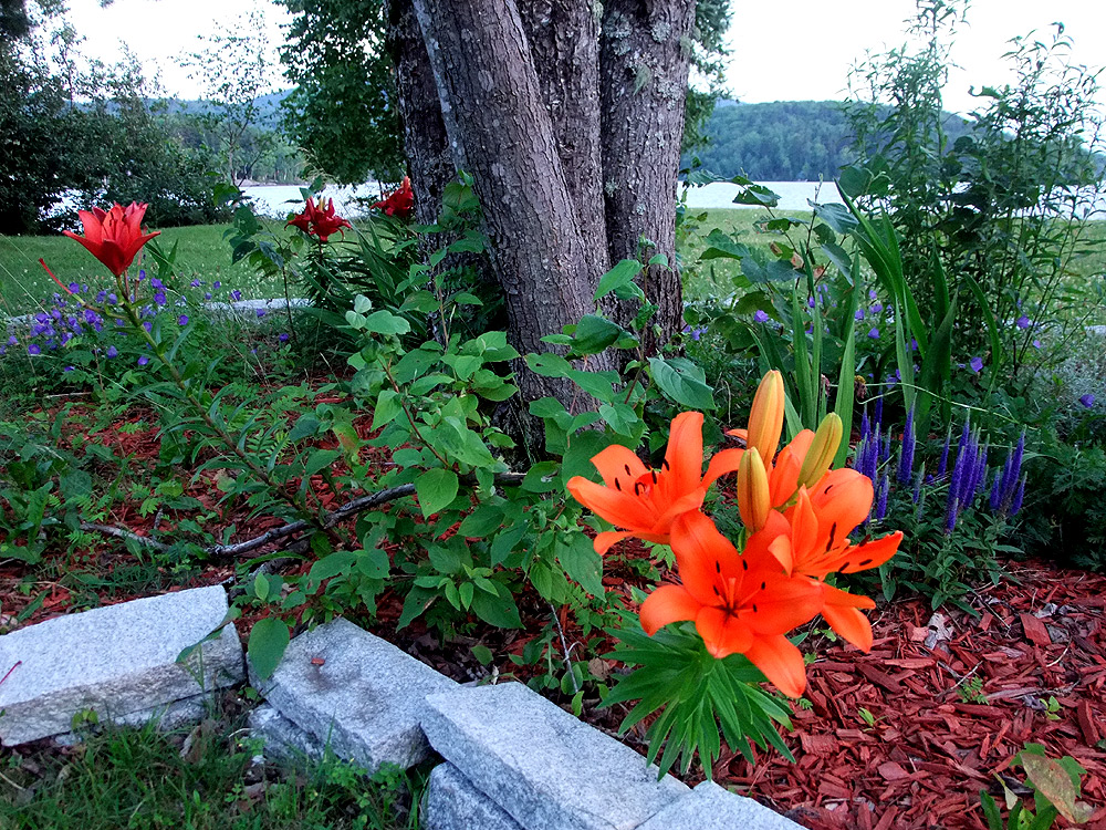 maine home flowers photo
