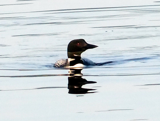 loon3