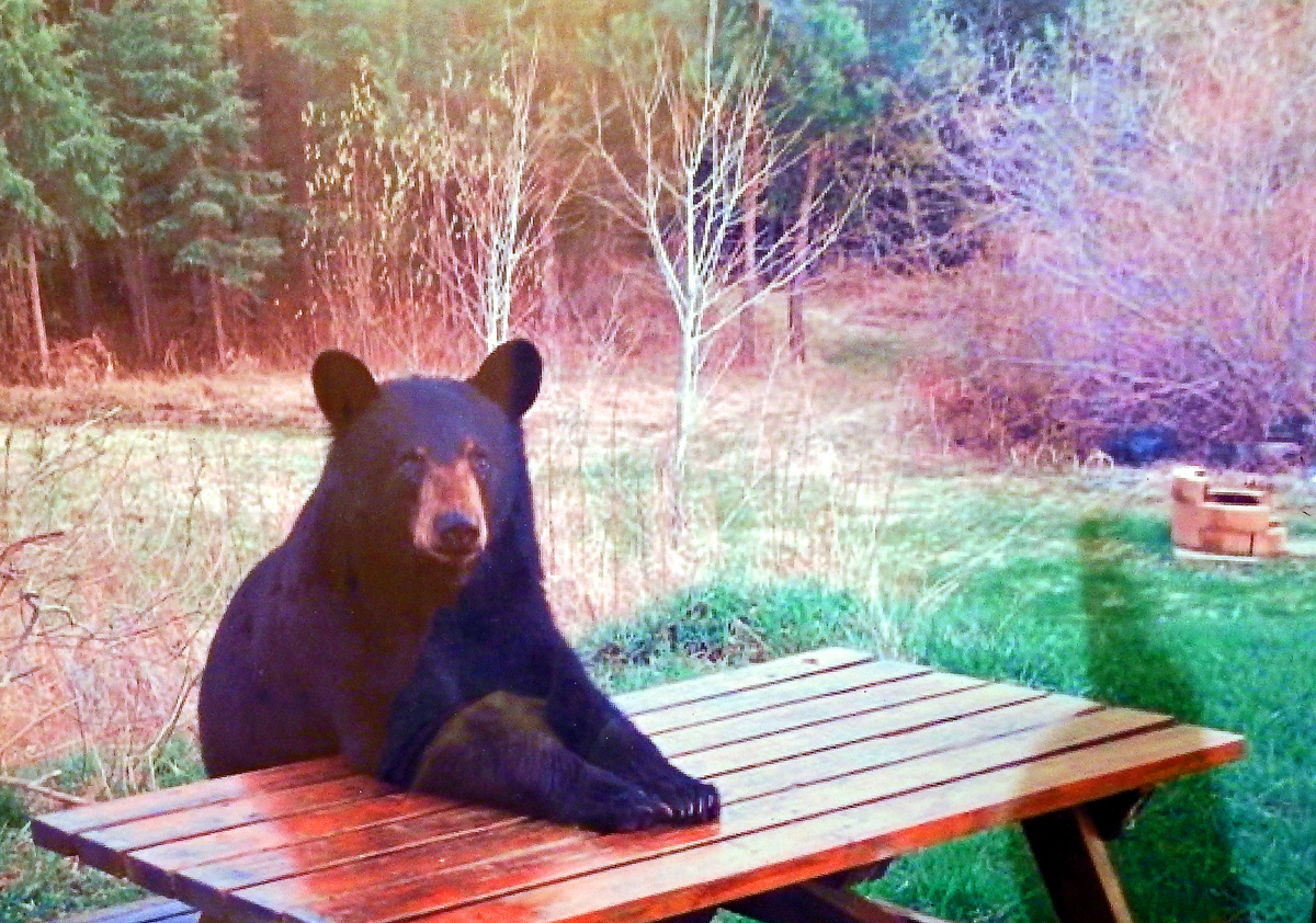 bearmaine.jpg