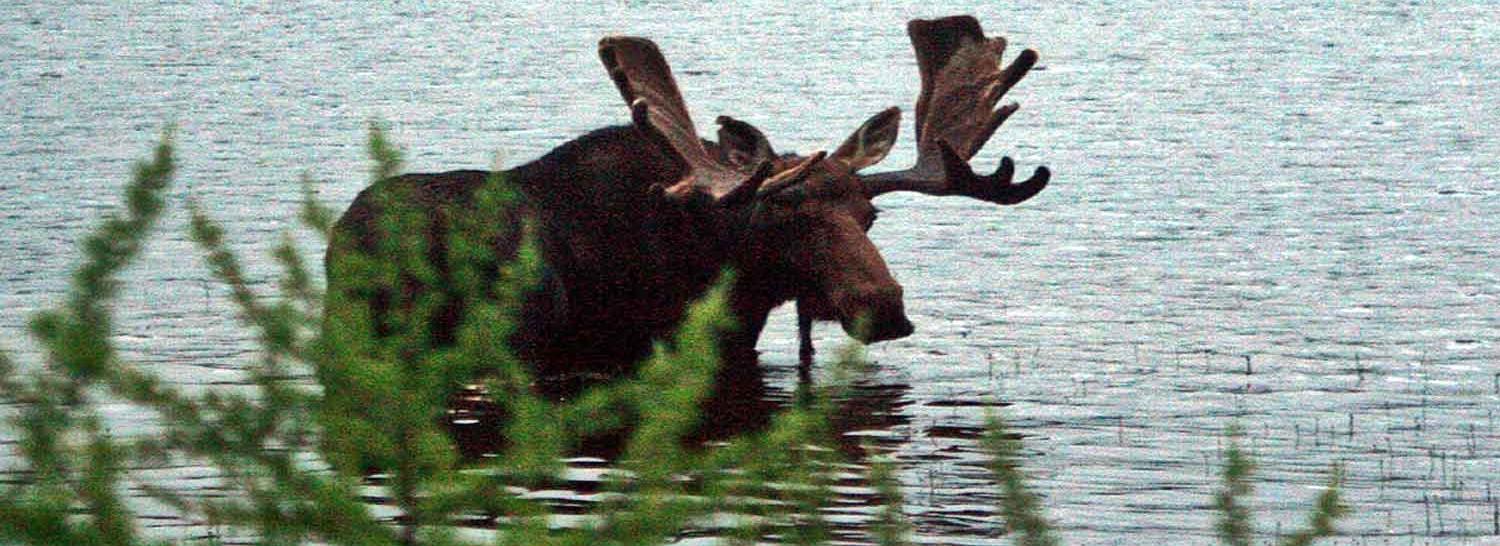 maine moose eating