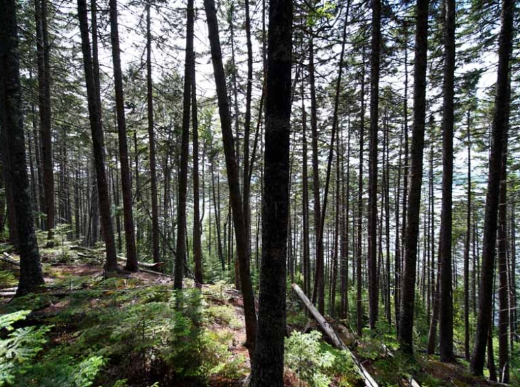 150 South Shore Road Linneus Maine Mooers Realty