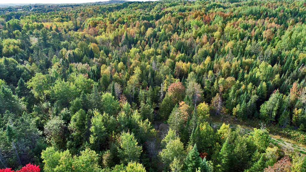 land in maine is often wooded